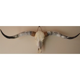Longhorn schedel